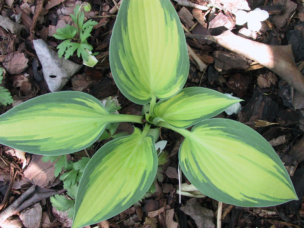 Hosta tardiana June 04.jpg
